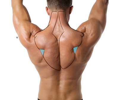 Anatomy Tracing back example tendons