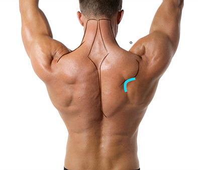 Anatomy Tracing back example of the scapula