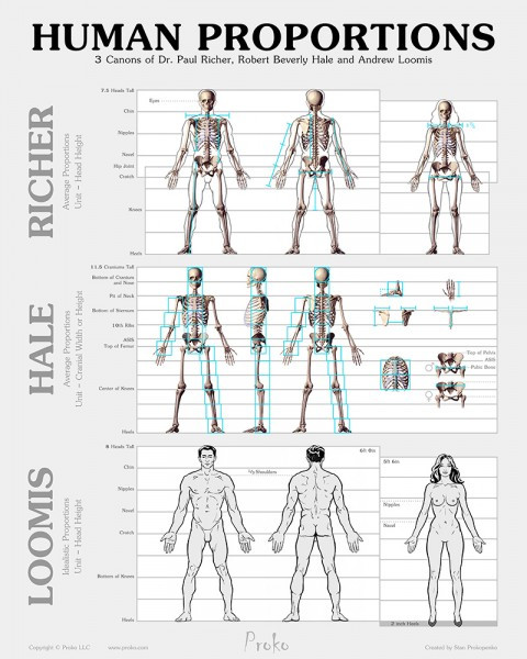 human figure proportions chart