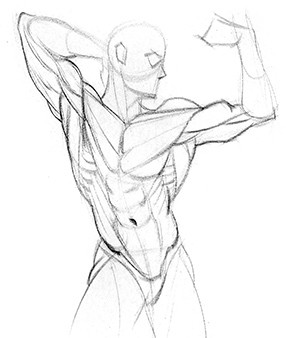 Drawing accurate figures by knowing bones and muscles
