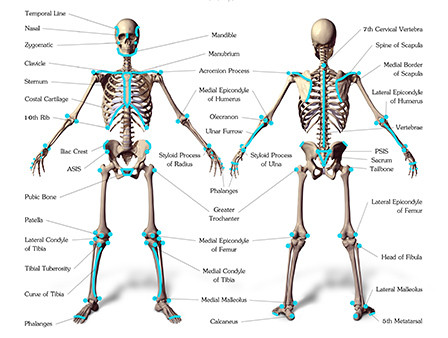 Landmarks of the Human Body diagram for artists