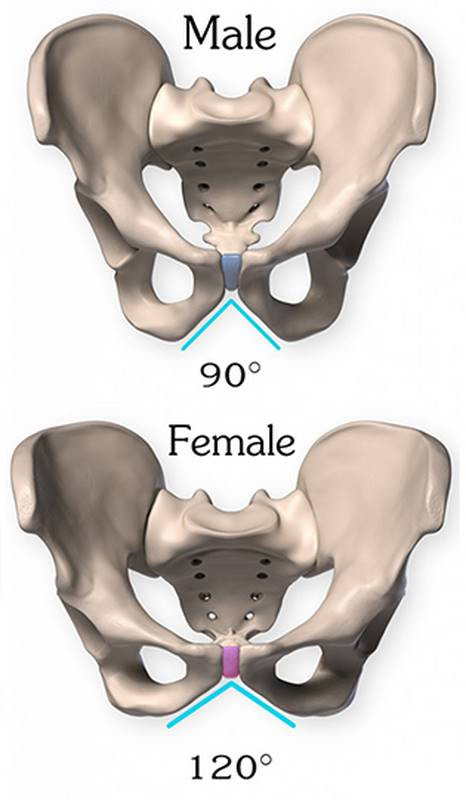 male female pelvis public arch