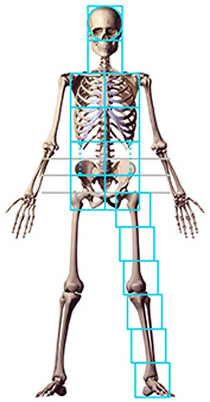 measuring units down the arms and legs