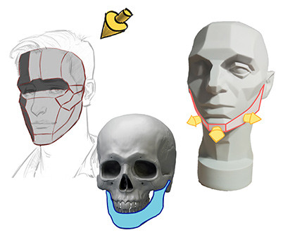 planes of the head 6