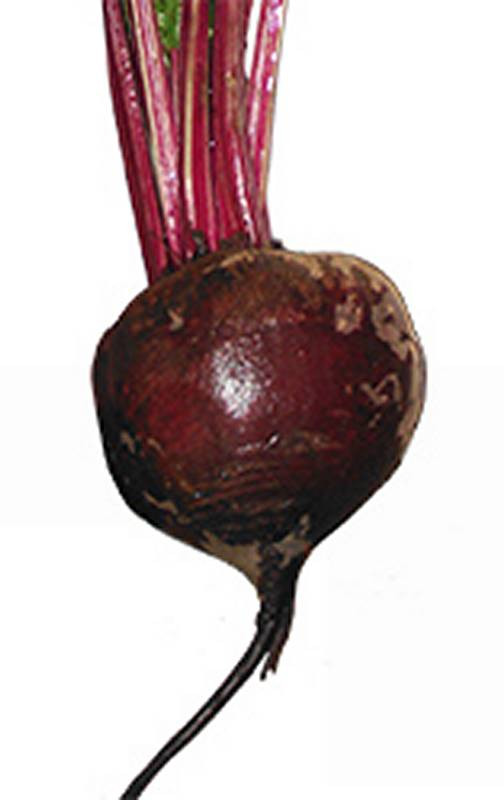 beet spirit animal