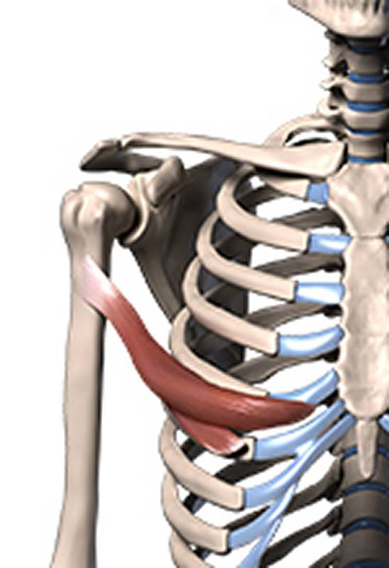 abdominal portion pec muscles 3d model