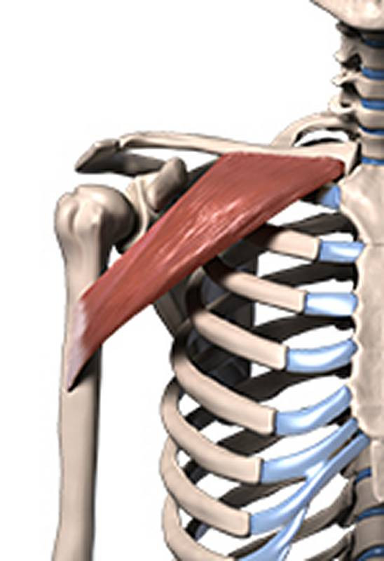 clavicular portion pec muscles 3d model