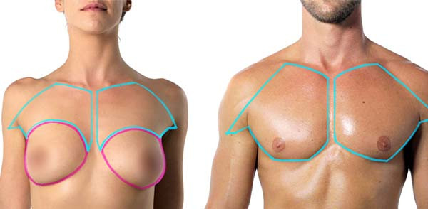 male and female pecs outline