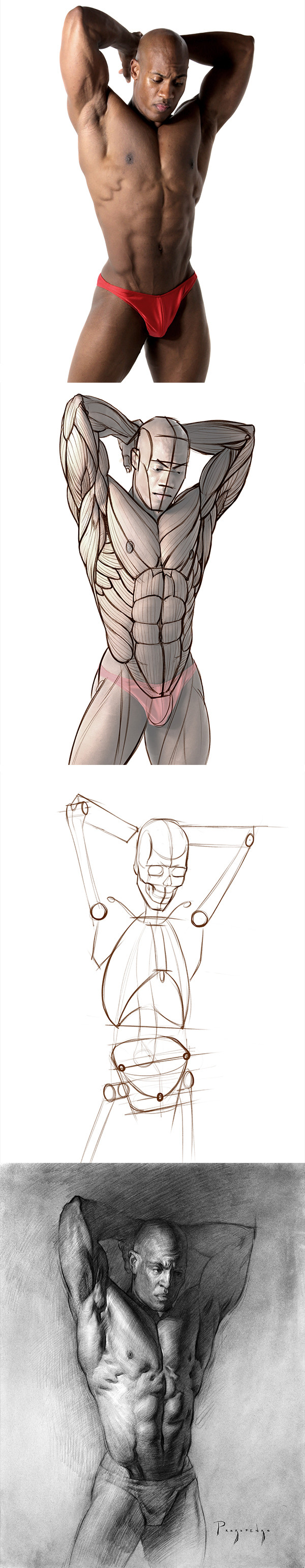 stan prokopenko anatomy study