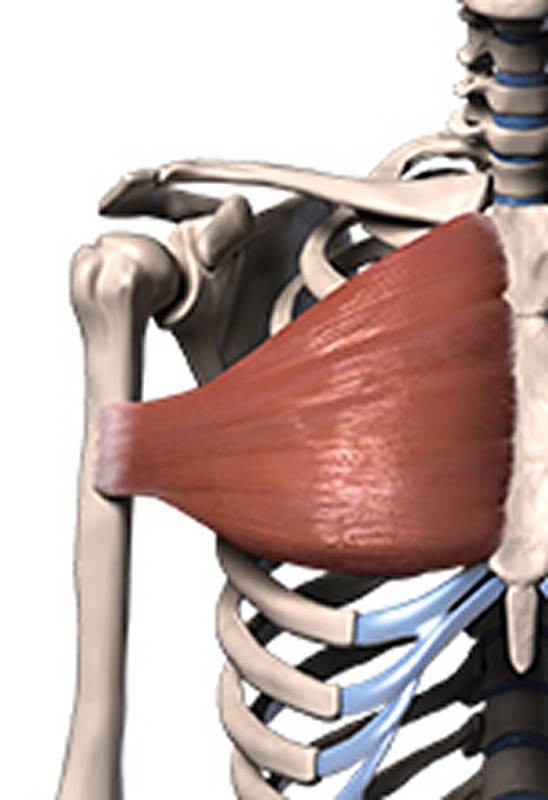 sternal portion pec muscles 3d model