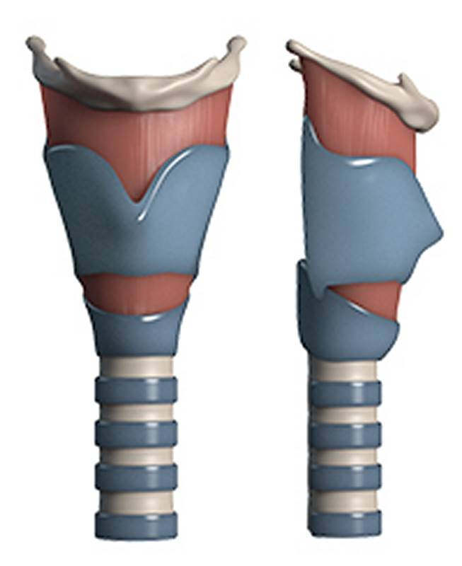 3d adams apple throat thyroid cartilage