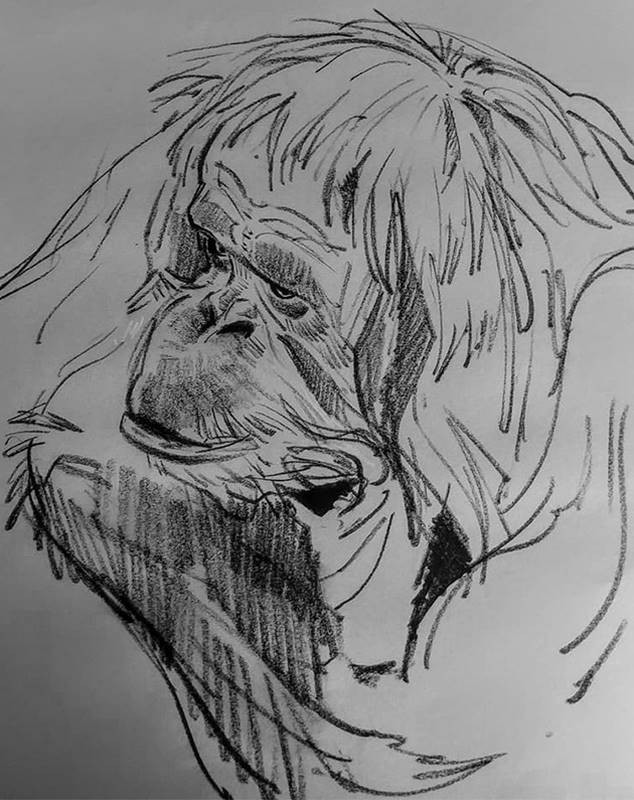 aaron blaise sketch orangutan