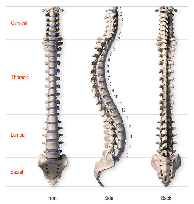 Anatomy-of-the-Spine-