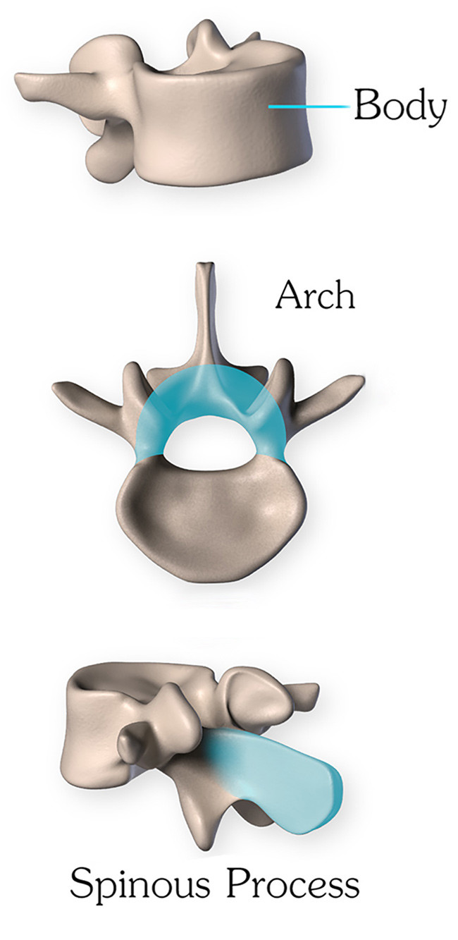 Structure of the Vertabrae