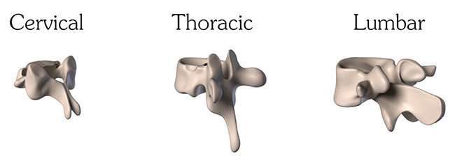 Anatomy-of-the-spine-types of vertebrae