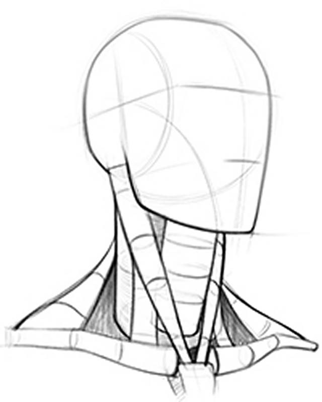 drawing the neck using clylinders