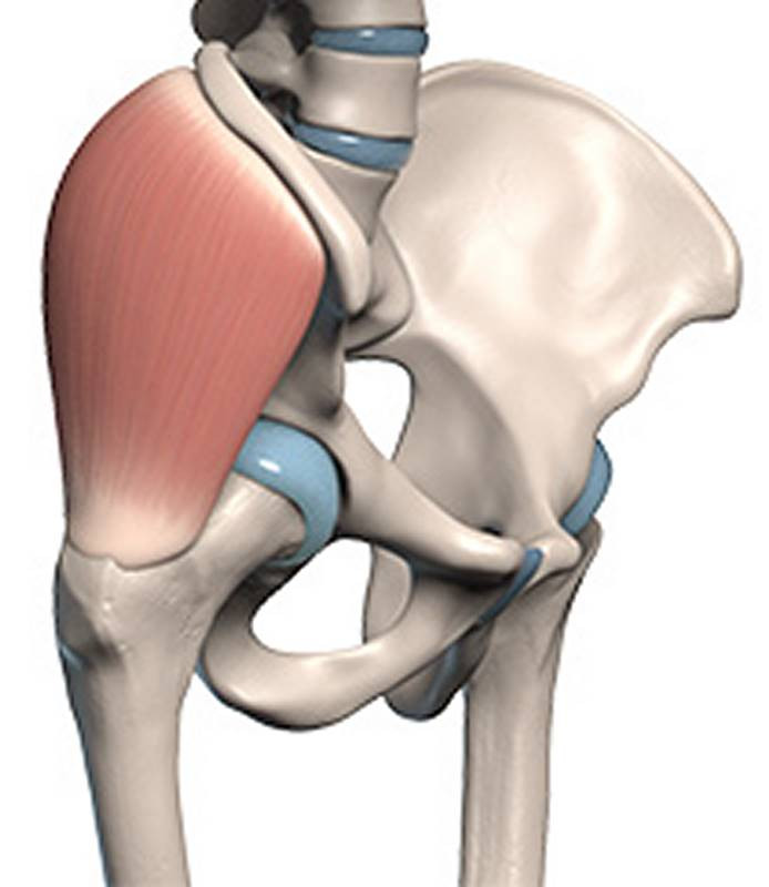 Gluteus Medius