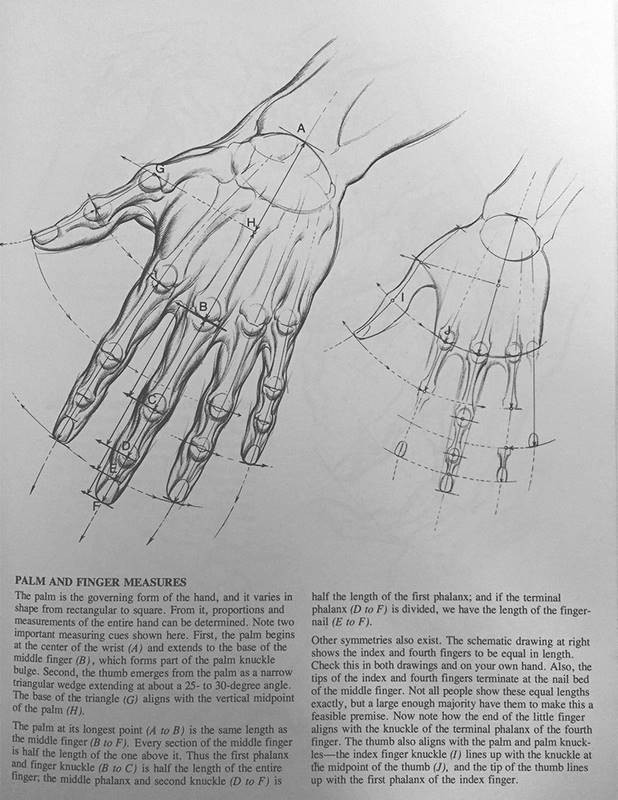 hogarth hand proportions guideline