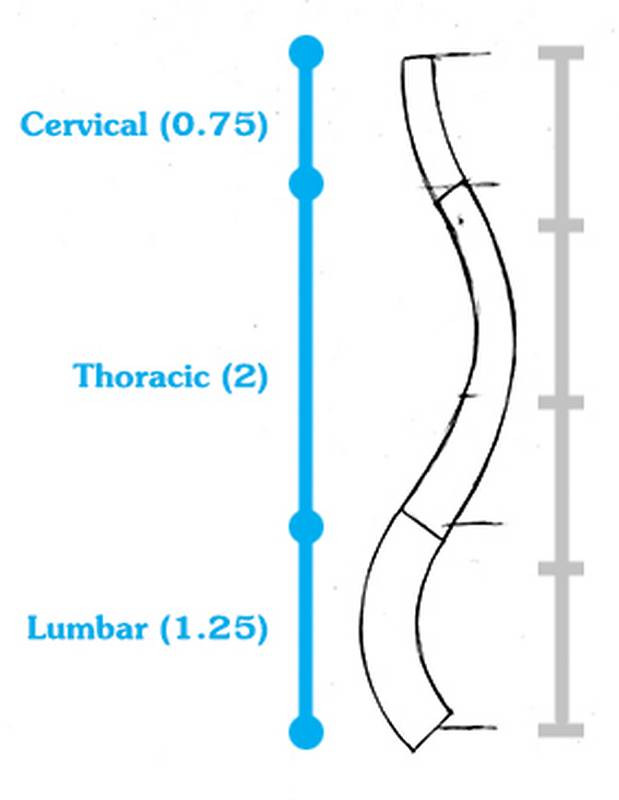 parts of the spine