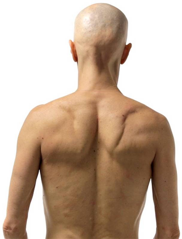 rhomboid muscles on model