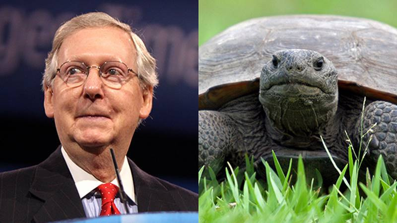 mitch mcconnell turtle