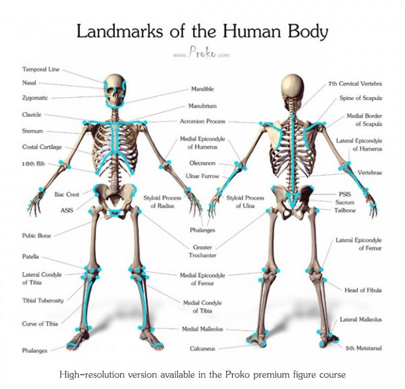 Landmarks-of-the-Human-Body