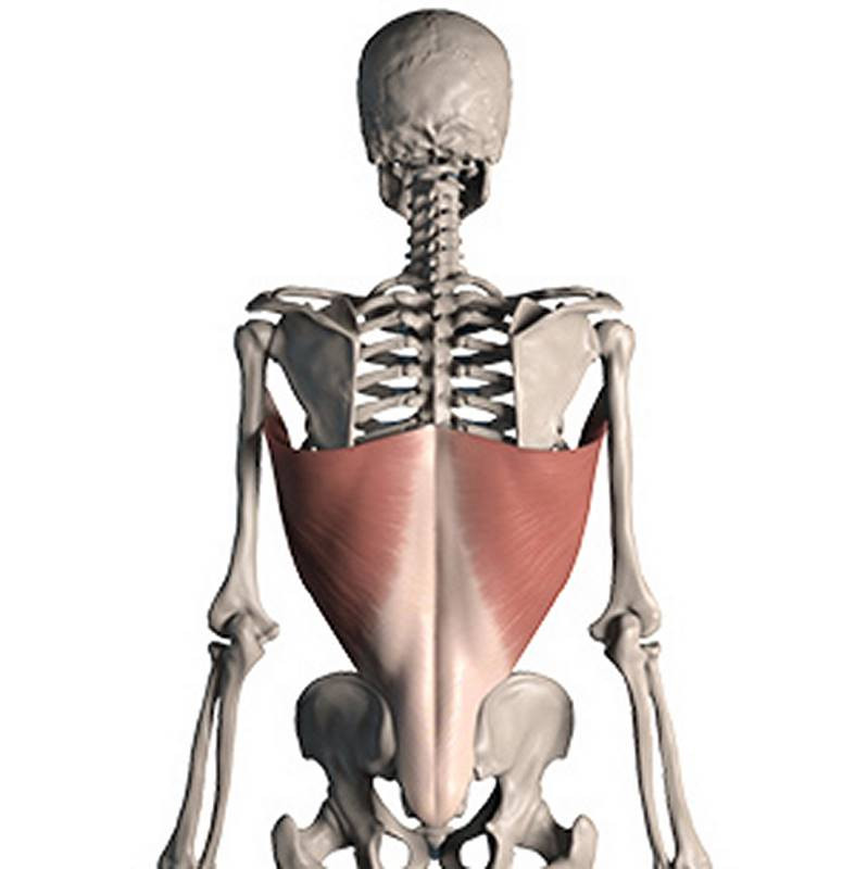 latissimus dorsi diagram