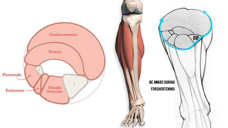 Proko - How to Draw the Lower Leg – Anatomy for Artists