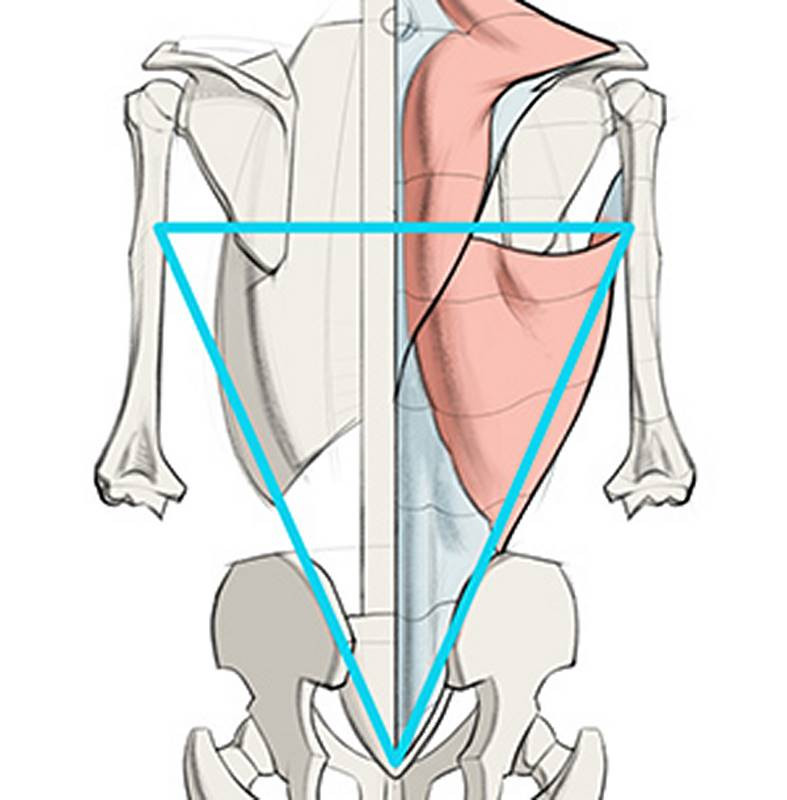 latissimus dorsi triangle
