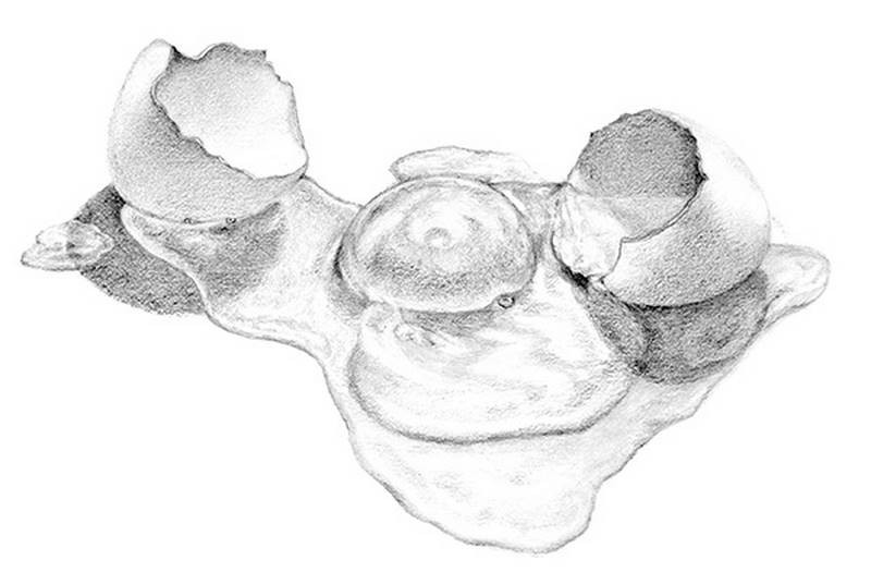 marshall student work egg