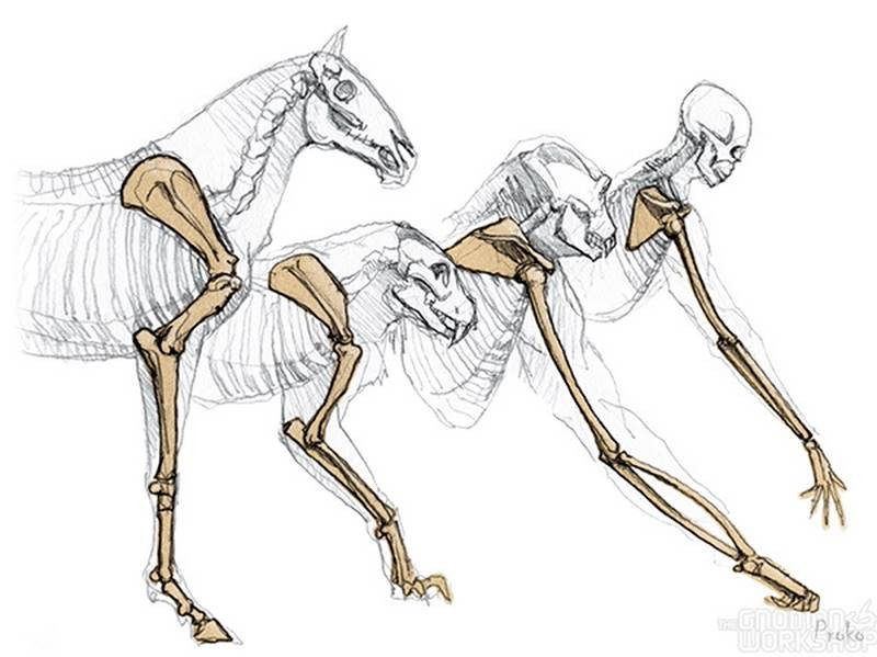 forelegs bones