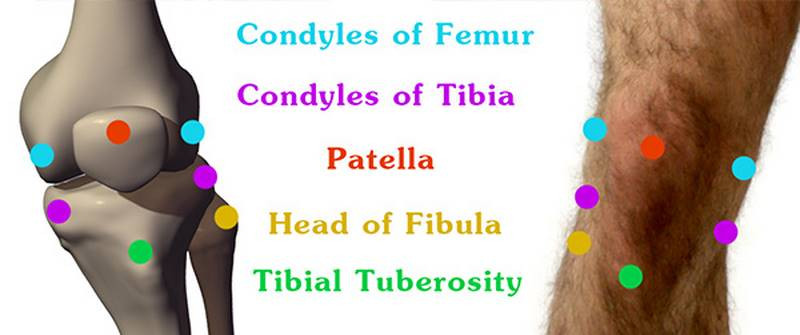 7 bumps of the knee condyles