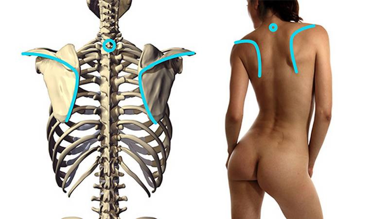 7th cervical vertebrae spine of the scapula