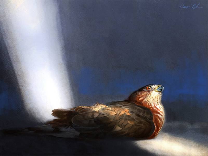 aaron blaise coopers hawk