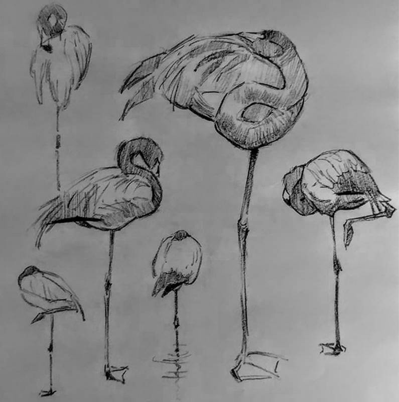 aaron blaise sketch flamingoes