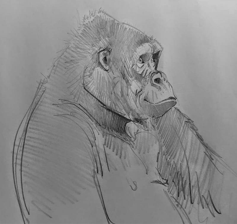 aaron blaise sketch gorilla 2