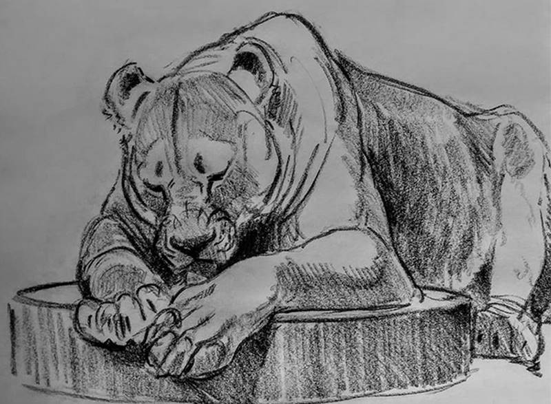 aaron blaise sketch lion 1