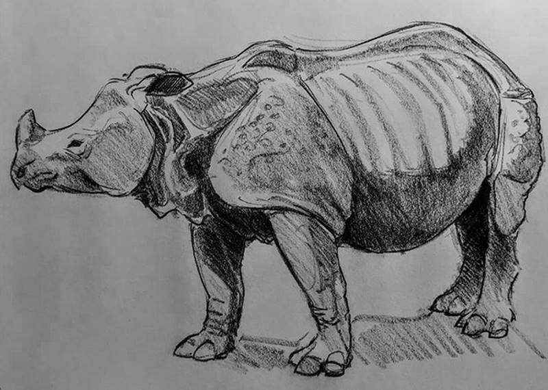 aaron blaise sketch rhinoceras