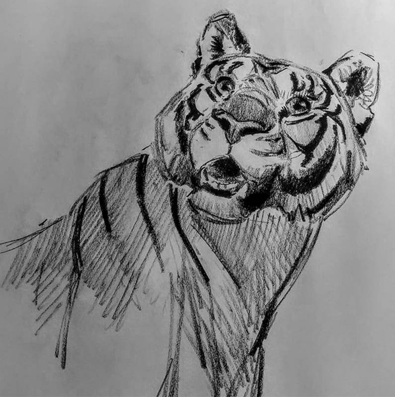 aaron blaise sketch tiger