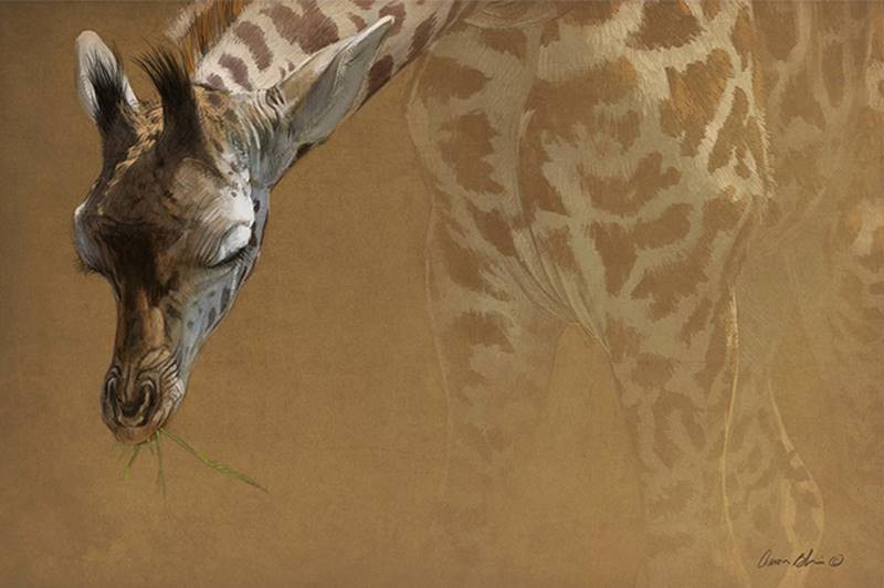 aaron blaise young giraffe