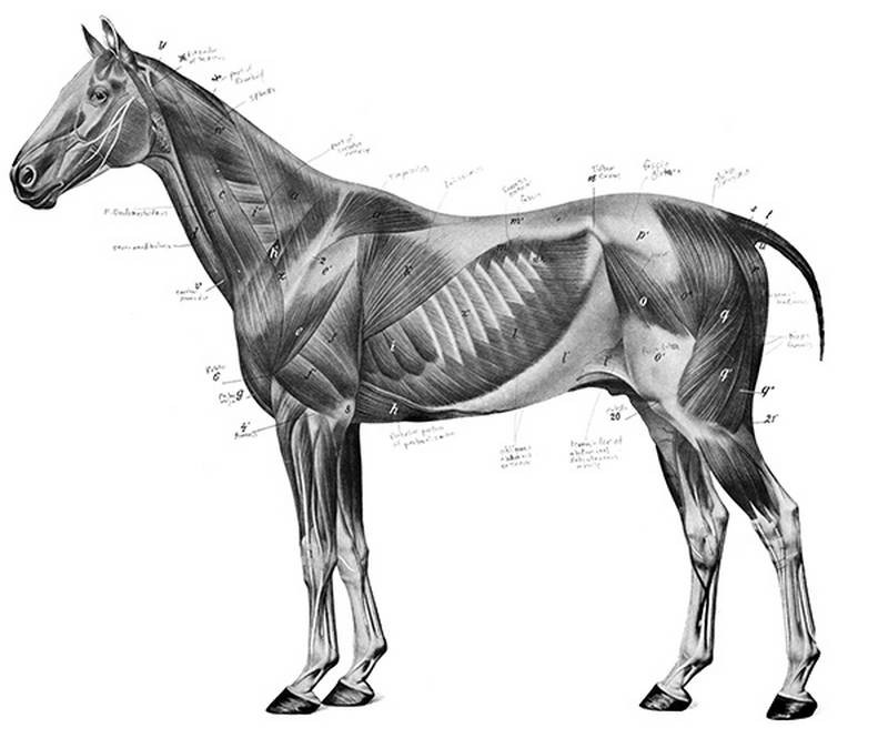 an atlas of animal anatomy for artists by w ellenberger