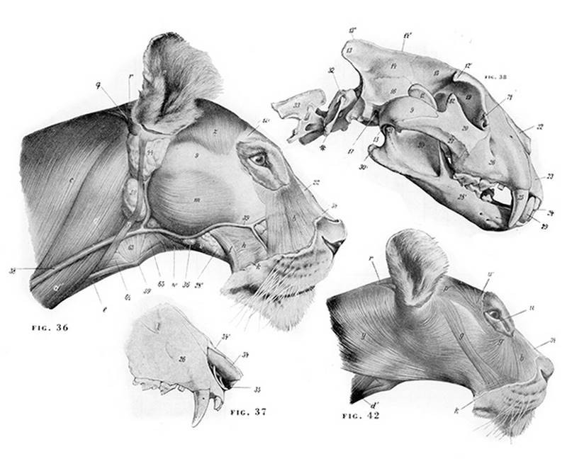 an atlas of animal anatomy for artists by w ellenberger