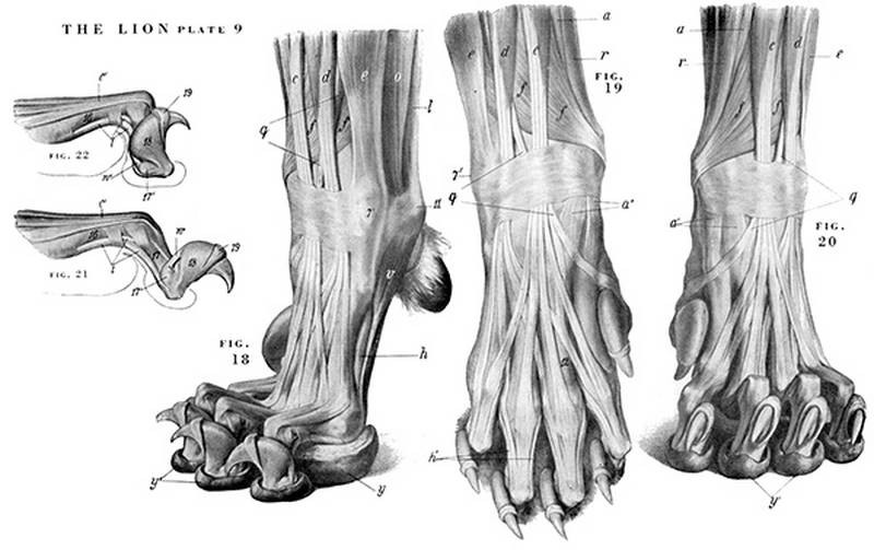 an atlas of animal anatomy for artists by w ellenberger