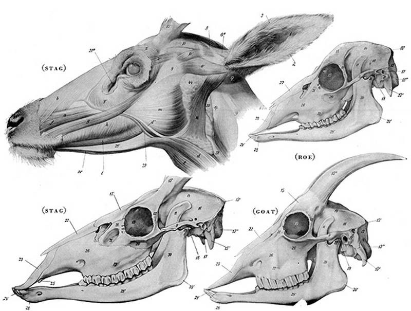 an atlas of animal anatomy for artists by w ellenberger