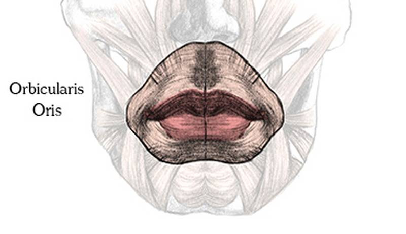 anatomy of the lips obicularis
