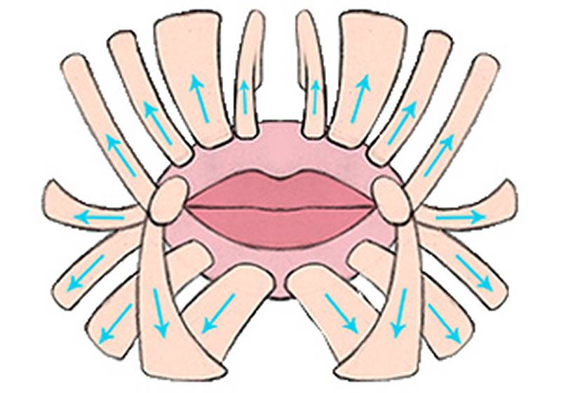 anatomy of the lips simplified