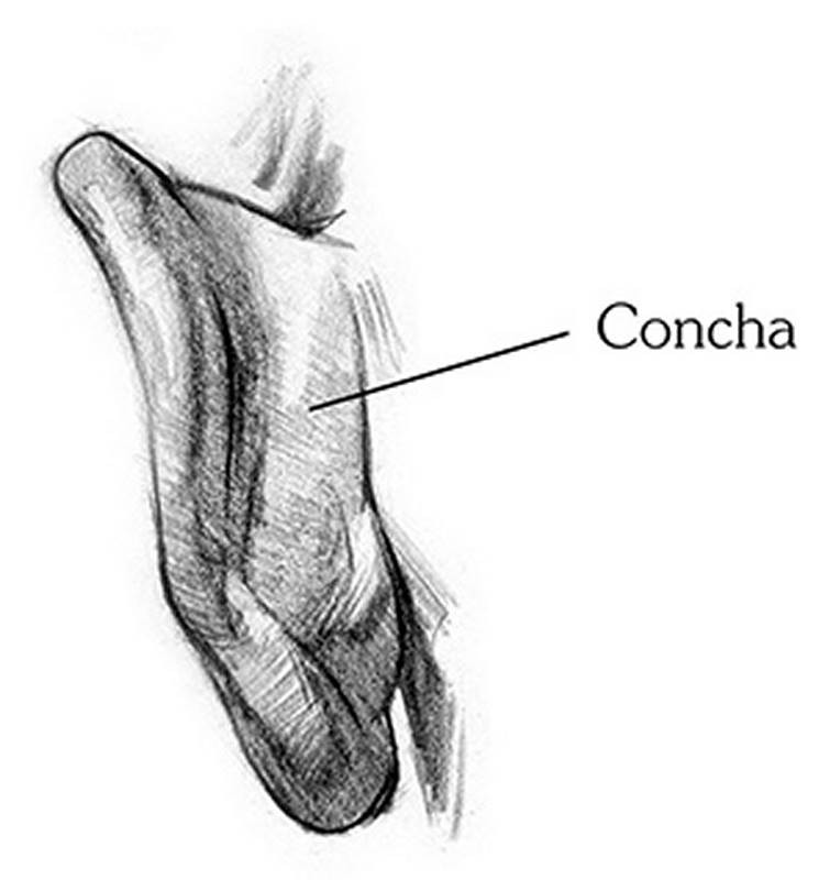 back of the ear concha