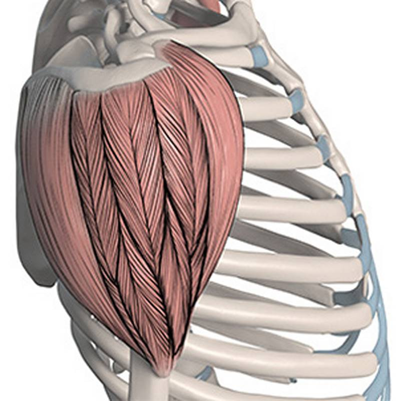 braiding the muscle fibers into a complex pattern