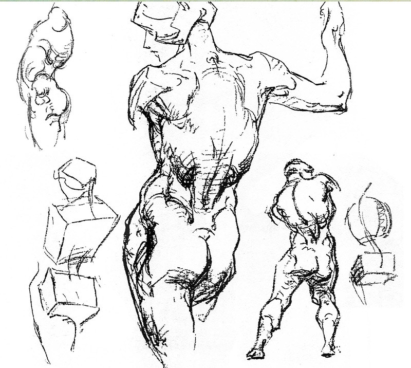 bridgman anatomy figure sketches