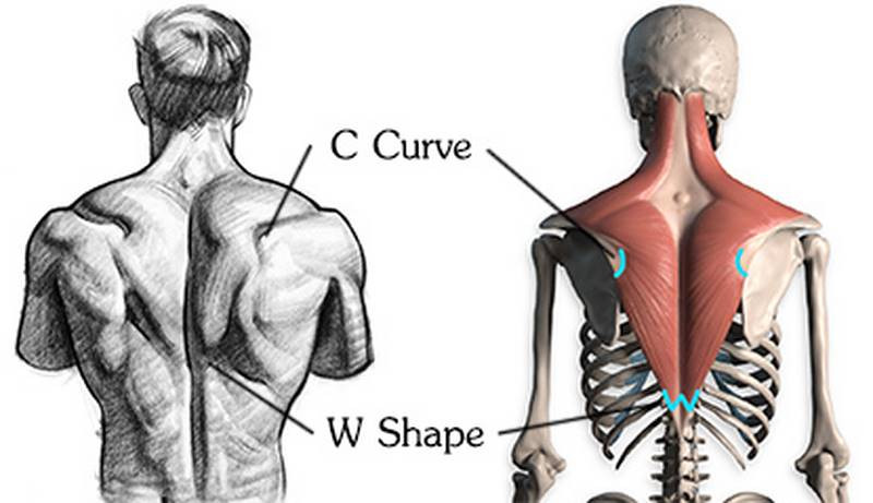 c curve w shape trapezius drawing